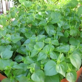 0,5gr - HẠT GIỐNG RAU CÀNG CUA