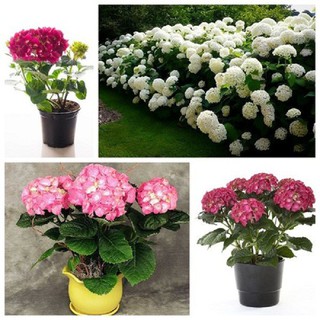 combo 5 cây hoa cẩm tú cầu