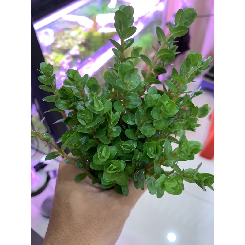combo 5 chậu rotala colorata 80K