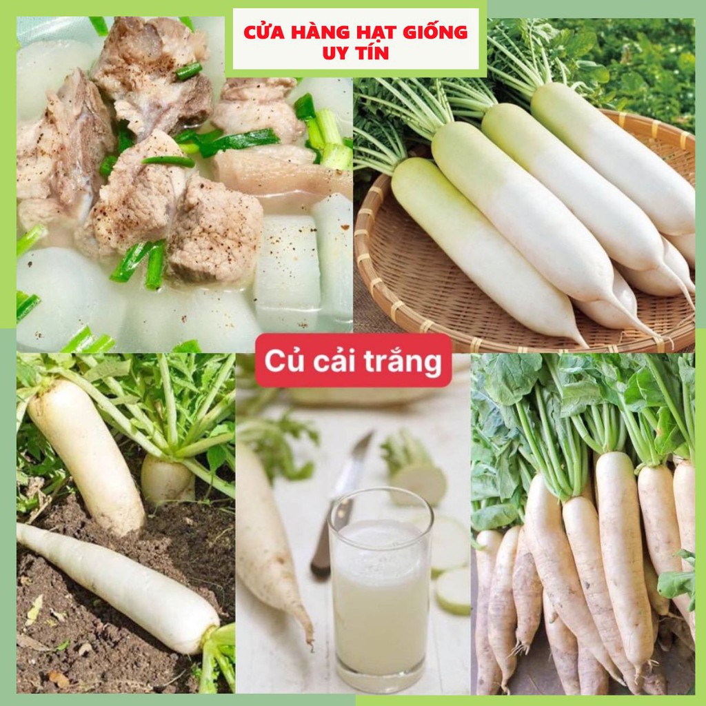 [Gói 300 hạt] Hạt Giống Củ Cải Trắng F1 Siêu Dễ Trồng Dễ Chăm Sóc Tặng kèm Hướng Dẫn Trồng