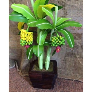 Cây chuối cảnh mini (hàng nhập khẩu)