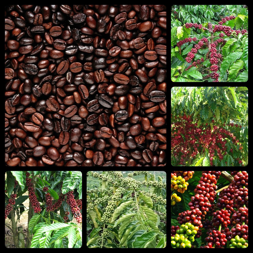 Tinh dầu cà phê ( coffee) 10ML nguyên chất cao cấp Mộc Mây (Có kiểm định bộ y tế, chất lượng và mùi hương vượt trội)
