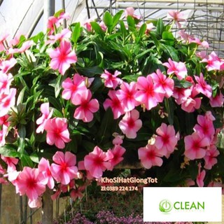 Gói 50 Hạt Giống Hoa Dừa Cạn Lùn RỦ Mix Màu (Vinca Mix)