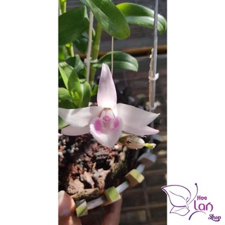 Lan Phi Điệp 🍀FREESHIP🍀 Hồng Minh Châu [ Ươm Kie ]