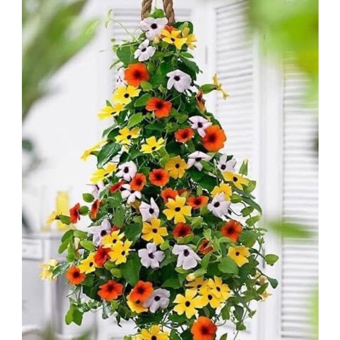 Hạt giống hoa mắt Huyền leo Chơi Tết