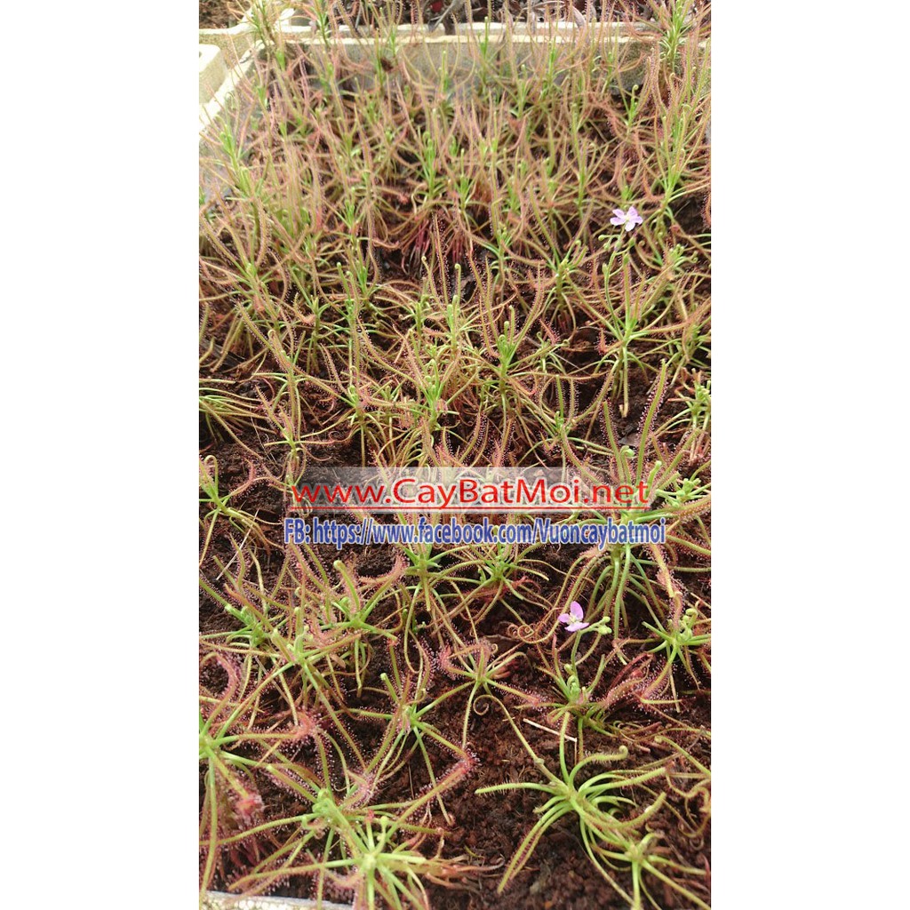 30 Hạt Giống Cây gọng vó Drosera Indica Red bắt muỗi, côn trùng bằng keo dính