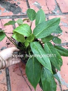 Chậu trầu bà tỷ phú