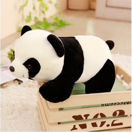 Gấu Trúc bông, lông mềm mịn