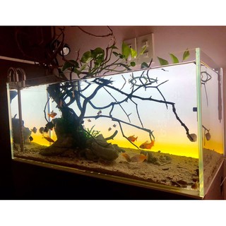 Tranh dán hoàng hôn bể biotop giá xưởng - LEGEND AQUA