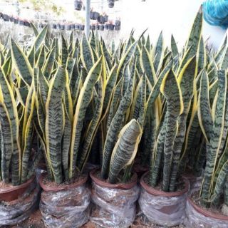 Cây 🌲 Lưỡi hổ cao