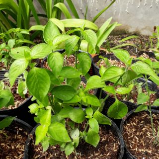 Cây lá cẩm đỏ