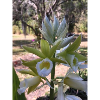 CỦ ĐỊA LAN GIỐNG HẠC ĐỈNH TRẮNG SIÊU HIẾM , SIÊU ĐẸP - CDLGHDT