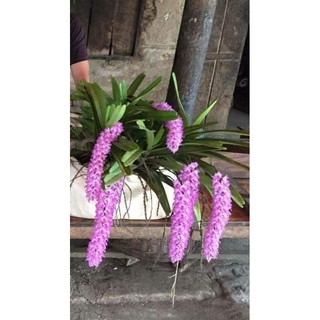 1 chậu 2 cây lan đuôi cáo đẹp(như hình cuối)