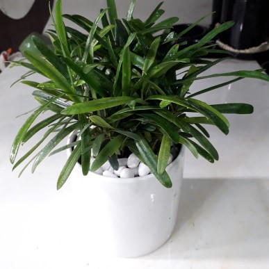 Cây Vạn Niên Tùng Để Bàn