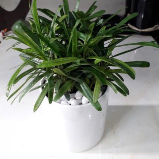 Cây Vạn Niên Tùng Để Bàn