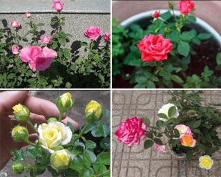 5 cây hoa hồng tỷ muội(đủ màu)