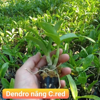 dendro nắng cred