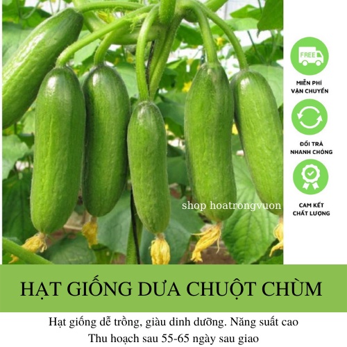 Hạt giống Dưa Chuột Chùm Baby