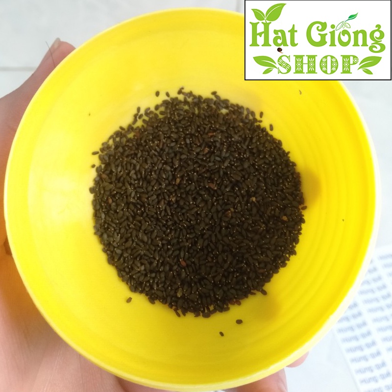 Hạt giống rau húng quế-Rau húng chó