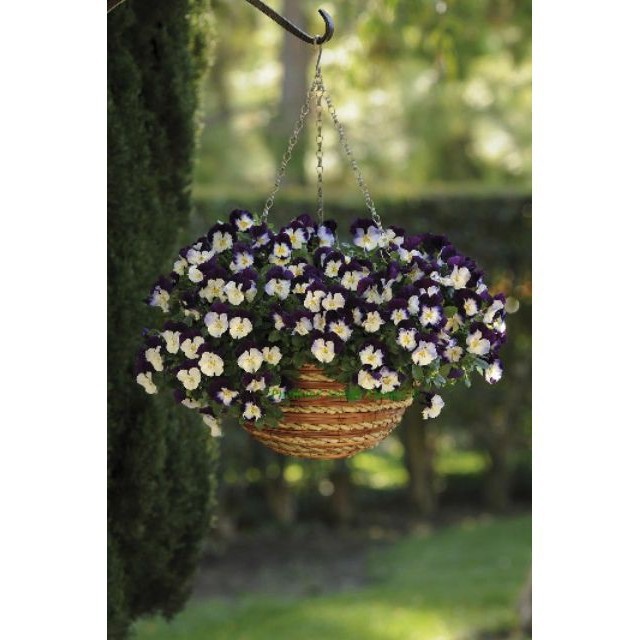 100 hạt giống hoa pansy mix màu