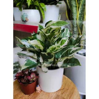 Cây Trầu Bà Sữa Cẩm Thạch Để Bàn