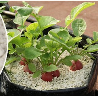 Đá Perlite - Đá Trân Châu Trồng Cây, Trang Trí.