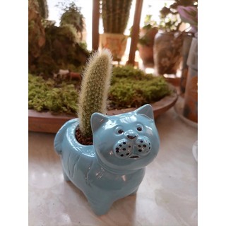 chậu cây sen đá hình thú cute oder
