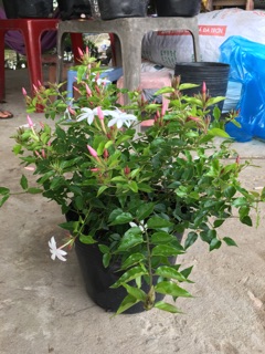 Cây nguyệt quế leo ( chậu nhỏ )