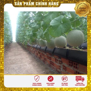 Hạt Giống Dưa Lưới Xanh Ruột Vàng(10 hạt)