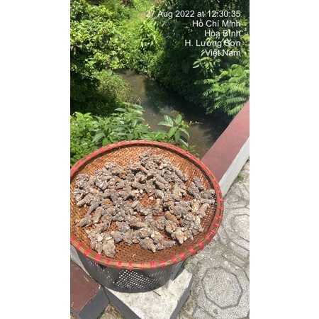 BỘT TAM THẤT BẮC CHUẨN 100G ( Hàng 50-52 củ 1kg to)