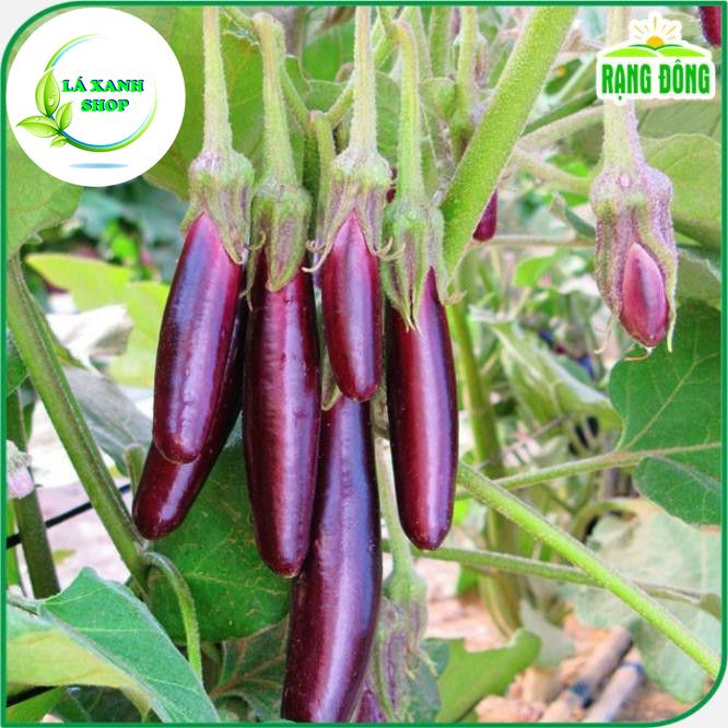 Hạt giống Cà Tím (Cà Nâu) Quả Dài, Chịu Nhiệt Tốt, Trồng Quanh Năm (gói 0,5 gram) - Hạt Giống Rạng Đông