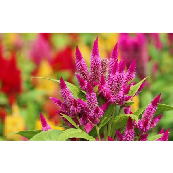 Hạt giống mào gà đuôi công( tặng kèm phân bón và kích mầm)