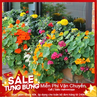 Hạt Giống Hoa Sen Cạn - 5 Hạt