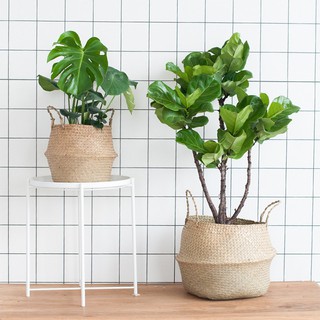 Giỏ cói tự nhiên kích thước 25cm x 27cm - Dùng để đựng đồ, trồng cây trang trí, decor