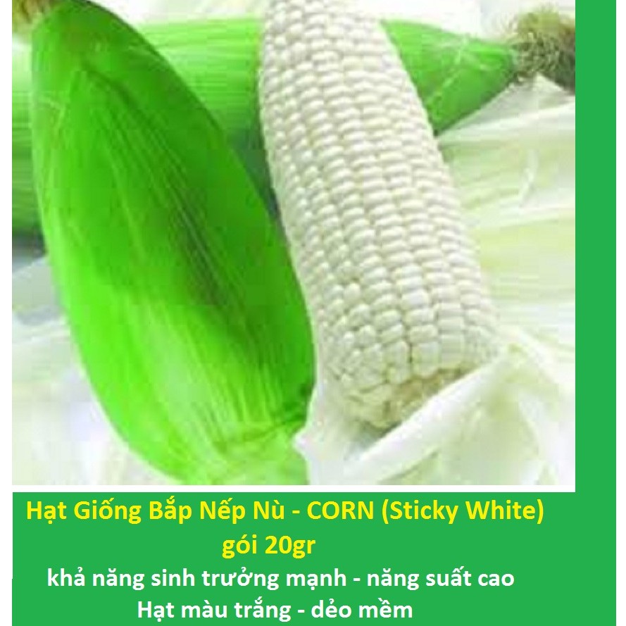 Hạt Giống Bắp Nếp Trắng, Nếp Nù - CORN (Sticky White) gói 100gr