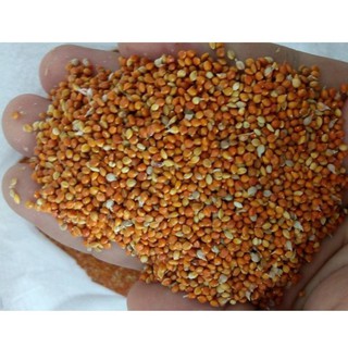 hạt kê đỏ nhỏ 500g cho cu gáy , yến hót manh manh