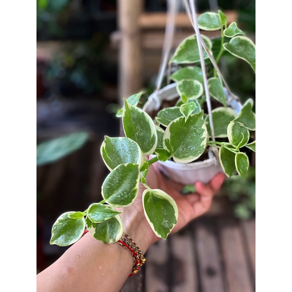 Cây Peperomia scandens Variegata (Cây Cupid) chậu treo bí ngô