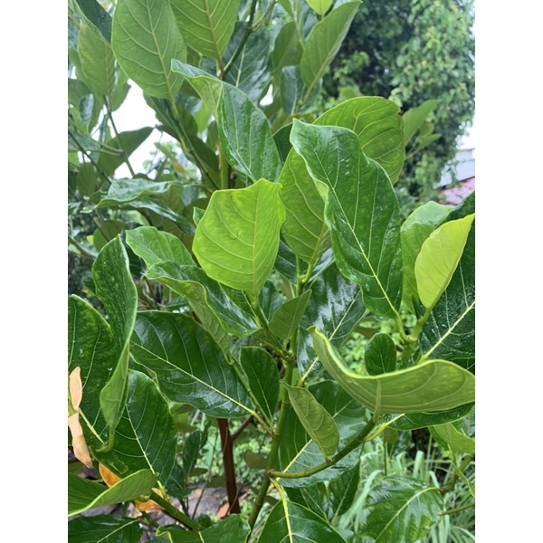 Lá mít tươi 300g