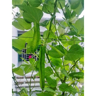 Hạt giống đậu rồng (cây mướp khế)