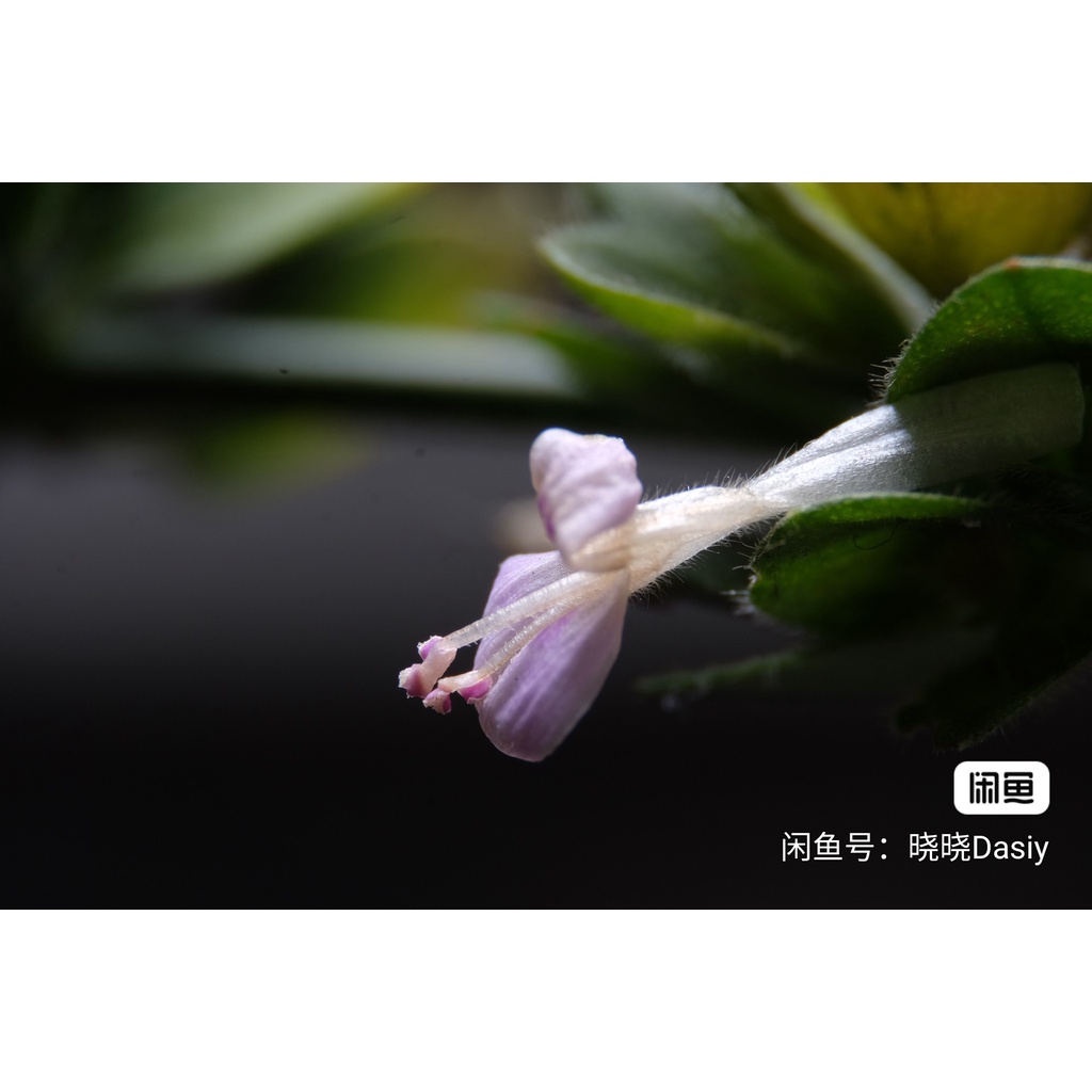 (CÓ SẴN) Ống kính chụp ảnh siêu Macro cho FUJIFILM - CANON EF; RF; EOS M - NIKON F; Z - SONY FE; E