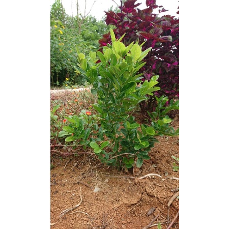 Cây siro 40cm, 30cm