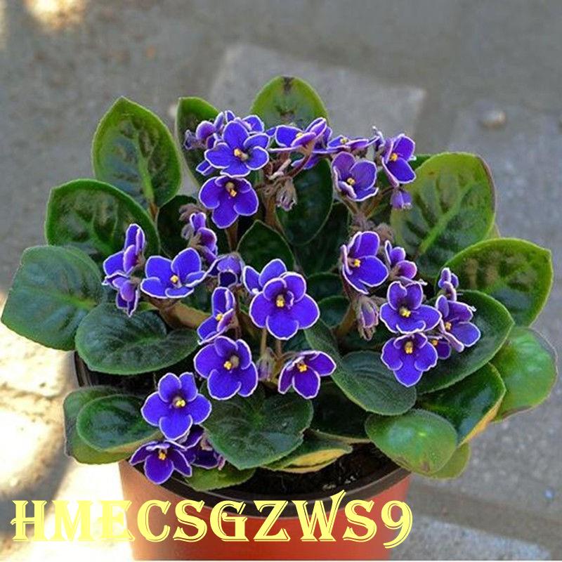 Hạt giống hoa violet Hạt giống quý hiếm Nhiều màu 50h
