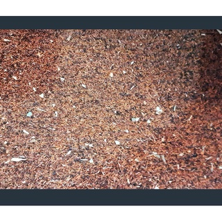 50Gram/gói Hạt giống cây gỗ bạch đàn đỏ