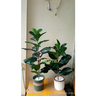 Cây bàng giả - Cây bàng singapo giả cảnh - cao 65cm -90cm - cây giả decor mẫu mới
