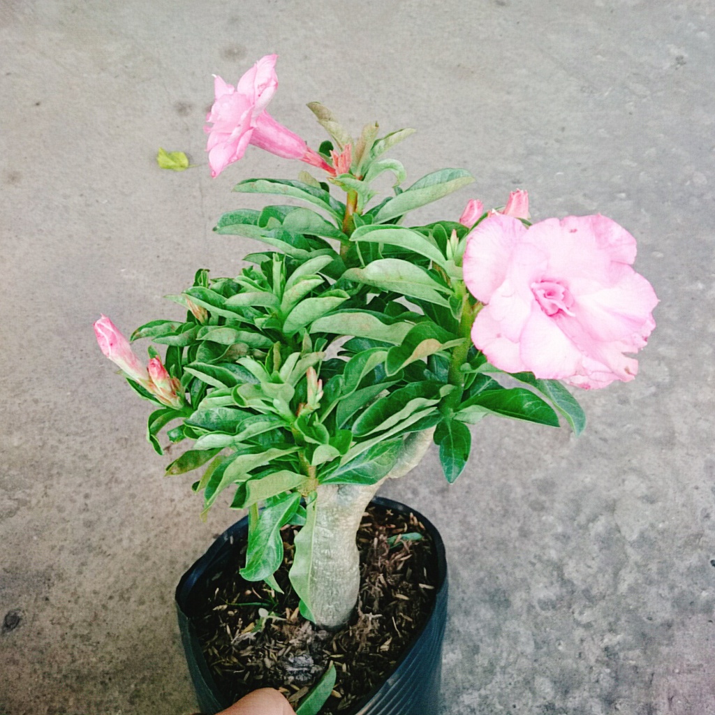 Cây Hoa Sứ Kỳ Duyên - cây cảnh để bàn