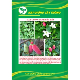 Hạt giống cây bình bát dây kns3719 - gói 10 hạt