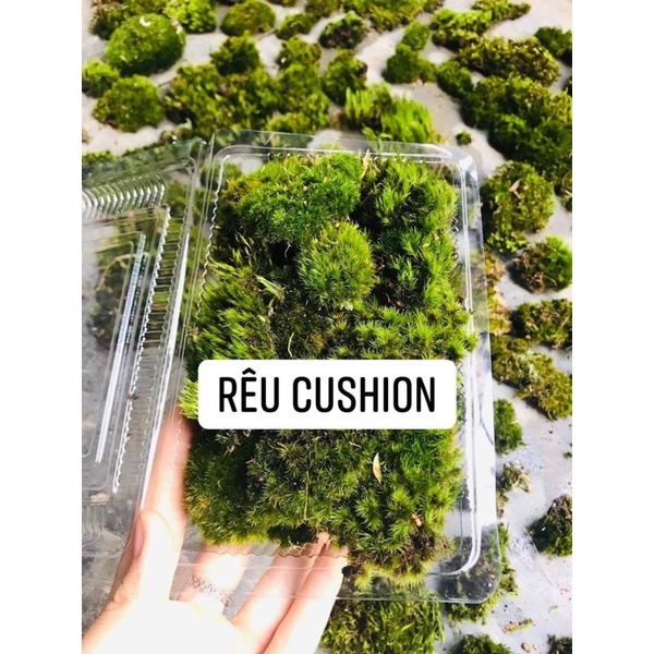 Rêu Cushion