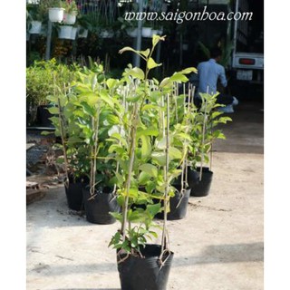 Cây Táo Ta (Cây Táo Giống)