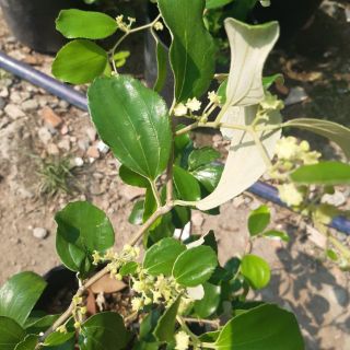 Cây táo nhật đang hoa