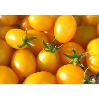 50 hạt giống cà chua chery vàng, quả sai giòn ngọt, dễ trồng